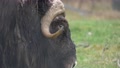 Close Up Profile Shot Of Musk Ox With Dipped Downward Horns And Shaggy,