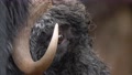Extreme Close Up Shot Of Musk Ox Eye And Dipped Downward Horn With Shaggy,