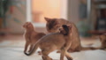 Three Ginger Kittens Play Next To Their Mother Cat Who