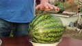 A Man's Hand Taps The Watermelon, Checks For Ripeness.