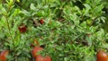Red Ripe Fruit On A Tree In A Pomegranate Garden. Natural Food. Pomegranate T