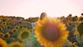 Young Woman Makes Her Way Through Endless Fields Of Sunflowers Summer At Sunset