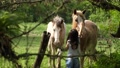 Cute Girl Caress Two Horses Small Farm