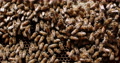Close Up Shot Of Busy Bees Living In A Frame Of A Beehive. Lots Of Insects Are