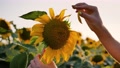 Closeup Female Hand Holds Sunflower Flower, Tears Off Flower Petals One By One