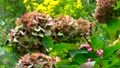 Hydrangea Plant Losing Its Colour As It Braces Itself For Autumn Then