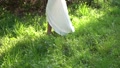 The Bride Walks On The Grass, Her Skirt Shows Her Legs