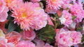 Flowers Pink Backdrop Artificial Roses 4k Mixed Flowers