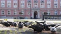 Birds Pigeons Are Sitting On A Pavement On A City Street Of Wroclaw, Poland