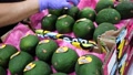 Image Of Fresh Avocado In Crates After Packaging, Warehouse At Mango Factory
