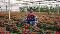 Two Male Farmers Caring For Poinsettia Plants In Greenhouse Farm