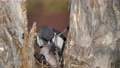 Woodswallow/Bird