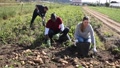 Team Of Workers Harvests Potatoes On Farm Plantation