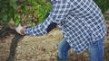 Young Confident Male Farmer Harvesting Ripe Bunches Of White Grapes In Sunny