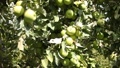 Ripe Green Apples Hanging On Tree In Orchard, Harvest Season