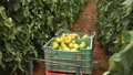 Crates With Harvest Of Green Tomatoes On Farm Field