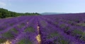 Aerial View Of Lavender Fields In Provence, France