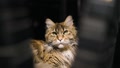 A Funny Serious Maine Coon Cat Looks At The Camera. Pets Pet Cat.