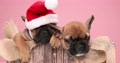 Lazy Little Santa Helpers Wearing Christmas Hat And Sleeping On Burlap Pouch