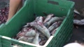Down Shot, Fish Guts On The Ground Next To Fish In A Box In Mexico.