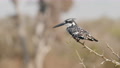 A Wide Shot Of A Pied Kingfisher Flying Off In Slow Motion Towards The
