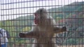 Japanese Macaque Holding Onto Cage In Then Walking Away