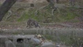 Japanese Macaques Fighting In Slow Motion