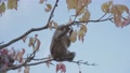 Young Macaque Sitting In Tree Shaking Branch