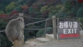 Japanese Macaque Sitting On Stump By Exit Sign At Arashiyama Monkey Park