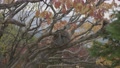 Autumn In Kyoto, Japanese Macaques Sitting In Fall Tree 4k