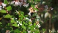 4k Slow Motion Hummingbird Hawk-Moth Drinking Nectar From Flower
