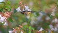 Hummingbird Hawk Moth In Slow Motion