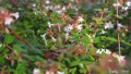 Hummingbird Moth Flying In Slow Motion Over White Flowers