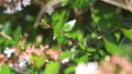 Hummingbird Hawk-Moth Flying Towards Frame In Slow Motion
