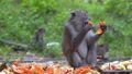 Selective Focus Group Of Monkeys Eat Fruit Papaya Feed By Local Resident