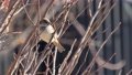 An Adult Male House Sparrow Perched In A Tree In Winter
