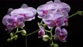 Stunning Purple And White Blooming Phalaenopsis Orchid.