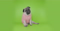 Cute Funny Pug Dog In Lovely Pink Valentine's Day Sweater. Green Screen