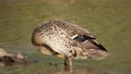 Yellow Billed Duck Preens Ruffled Chest, Wing, And Tail Feathers On River