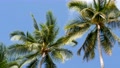 Palmtrees On Blue Sky Background