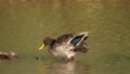 Yellow Billed Duck Flaps Wings On River Log And Preens Ruffled Feathers To