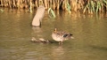 Yellow Billed Duck Preens Ruffled Feathers Standing On Log In River