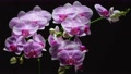 Stunning Time-Lapse Of Pink And White Blooming Phalaenopsis Orchid Flowers.