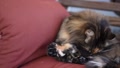 Calico Cat On Swing Cushion Cleans Herself