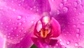 Flower Of Pink Orchid, Phalaenopsis, With Water Drops