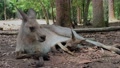 Kangaroo With Baby Joey Laying Down - 4k
