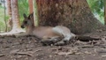 Kangaroo's Laying Down - 4k