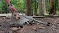 Person Petting Kangaroo With Baby Joey Laying Down - 4k
