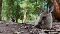 Kangaroo Laying Down - 4k