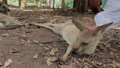 Person Petting Kangaroo Laying Down - 4k